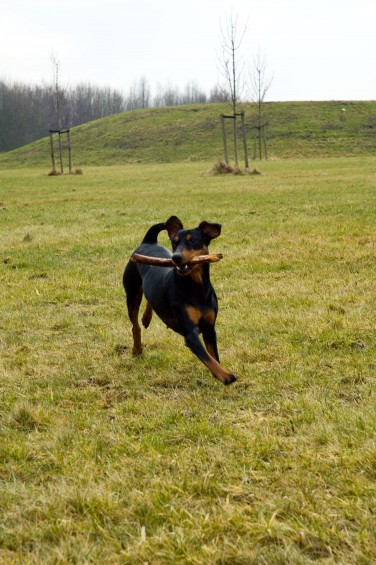 pinscher met stokje